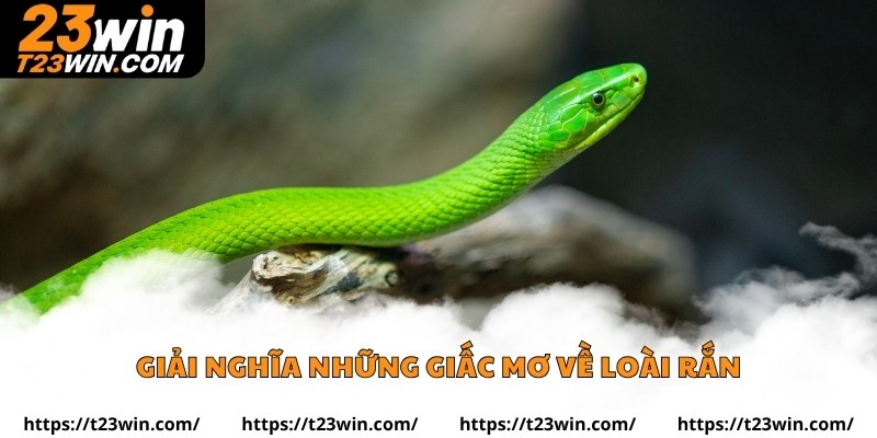 Nằm Mơ Thấy Rắn – Giải Mã Những Điềm Báo Ẩn Sau Giấc Mơ - Slotzuno96